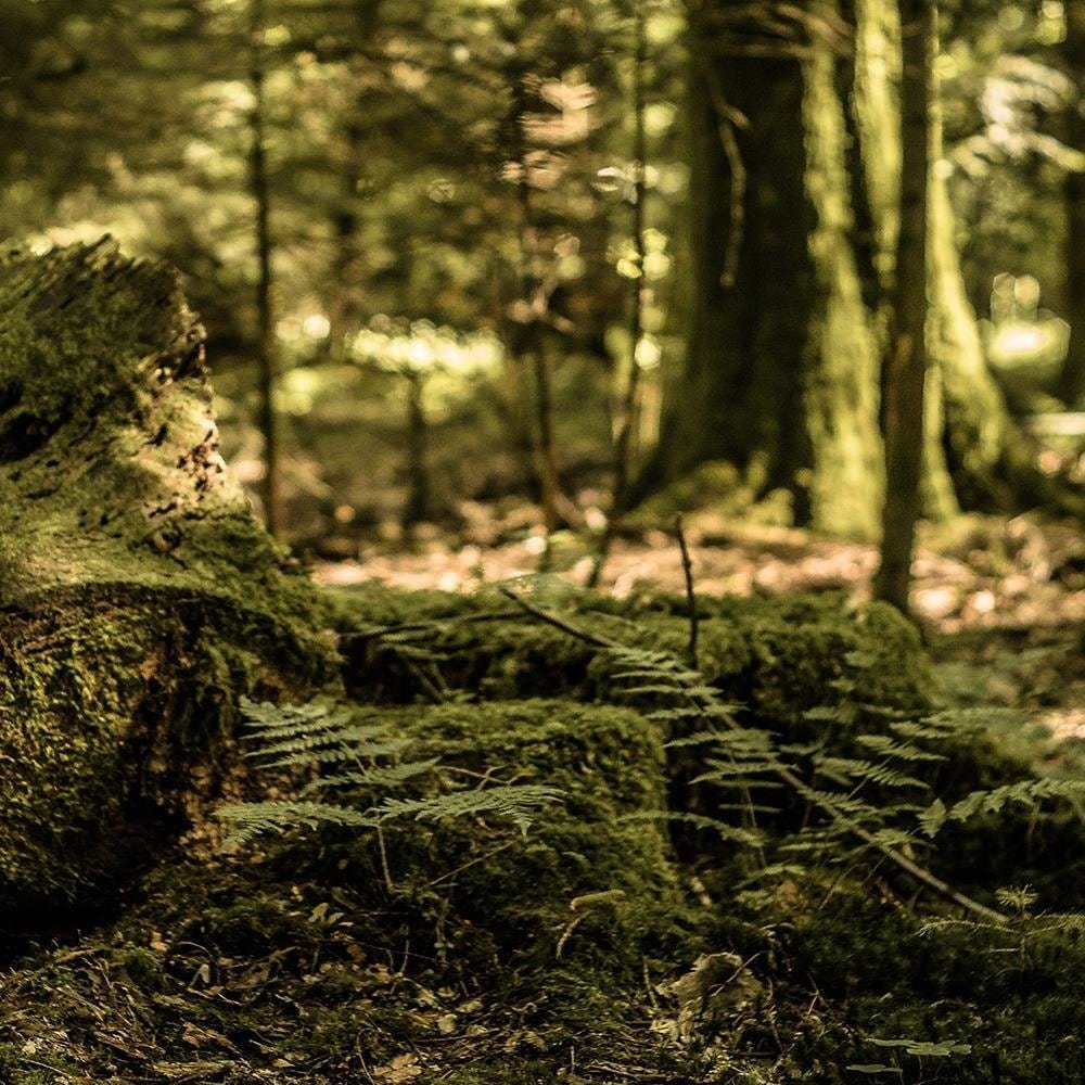 Glezna baltā rāmī - Trunk Covered With Moss  Home Trends DECO