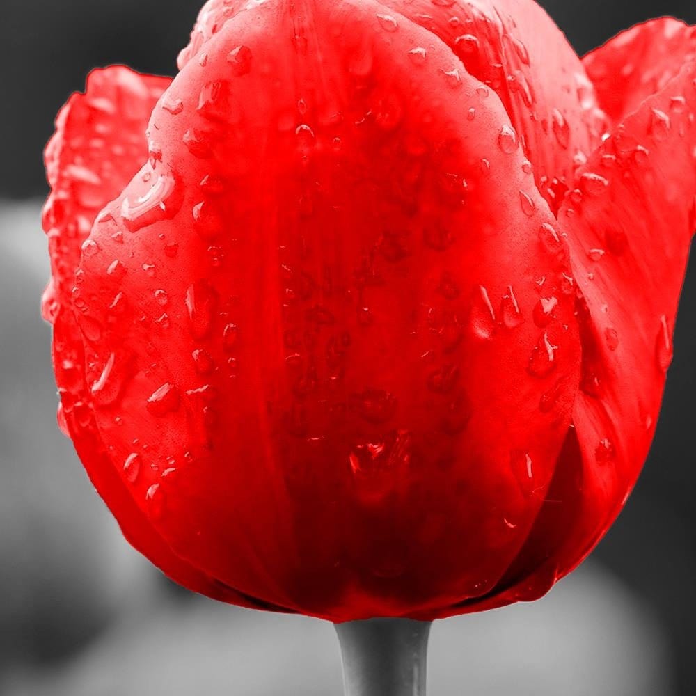 Glezna baltā rāmī - Tulip In Red  Home Trends DECO