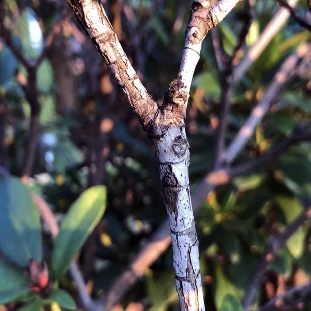 Glezna baltā rāmī - Twig Bush  Home Trends DECO