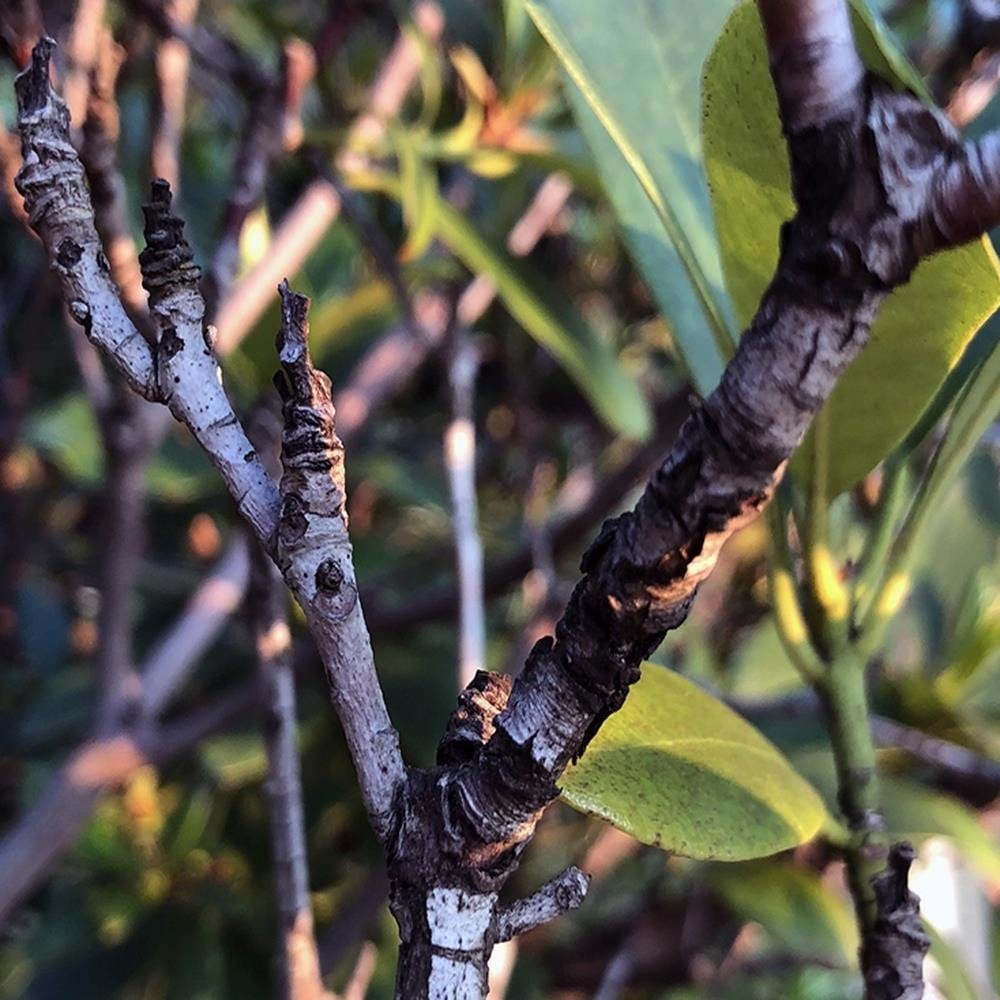 Glezna baltā rāmī - Twig Bush  Home Trends DECO
