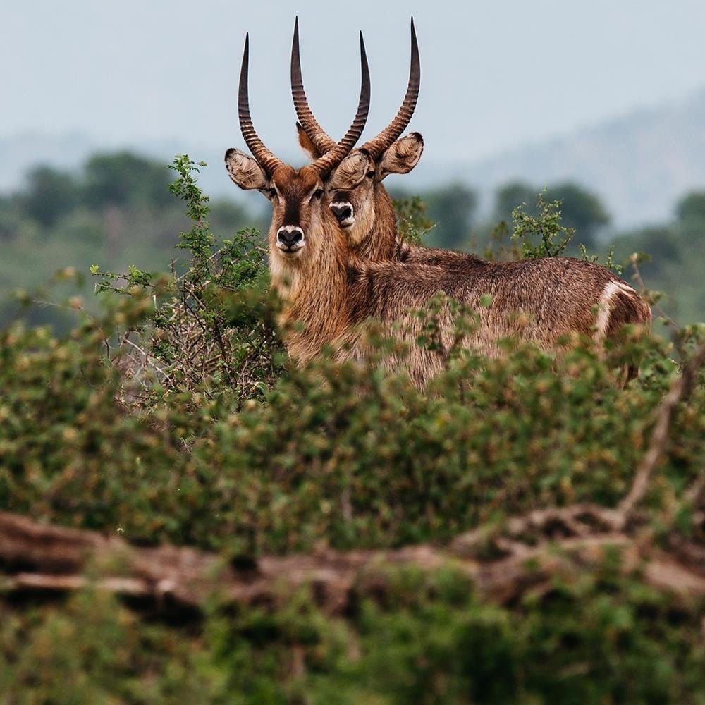 Glezna baltā rāmī - Two Antelopes  Home Trends DECO