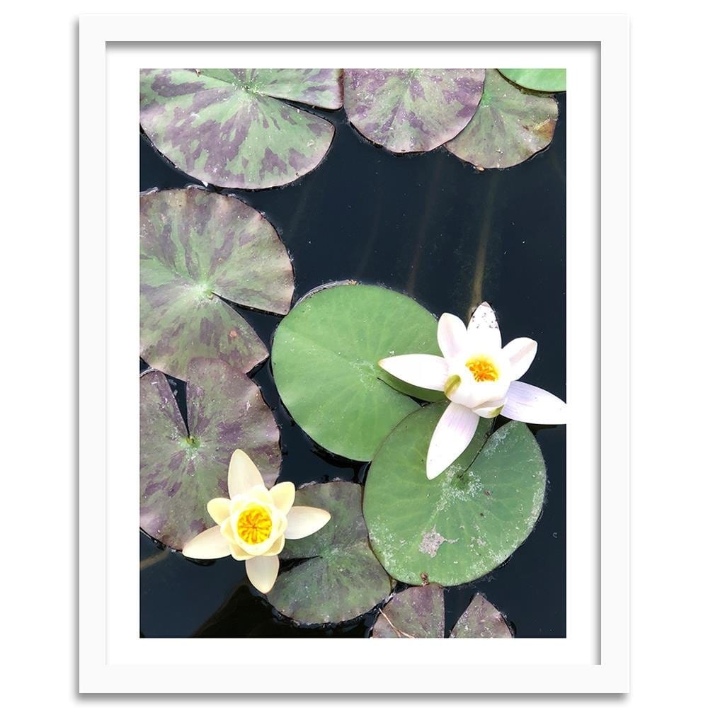 Glezna baltā rāmī - Two Water Lilies  Home Trends DECO