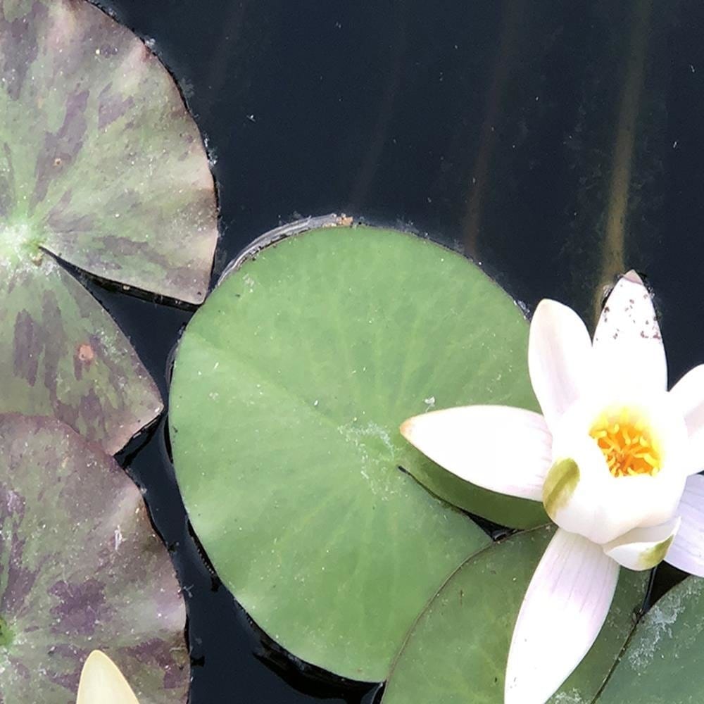 Glezna baltā rāmī - Two Water Lilies  Home Trends DECO