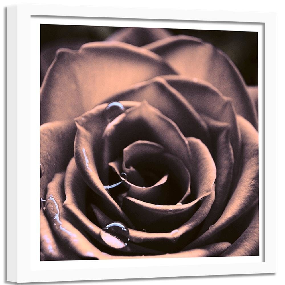 Glezna baltā rāmī - Water Drops On A Rose  Home Trends DECO