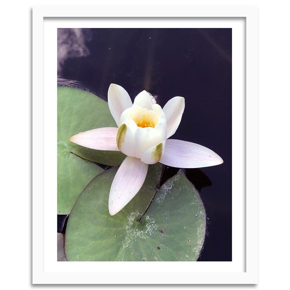 Glezna baltā rāmī - Water Lily Flower  Home Trends DECO