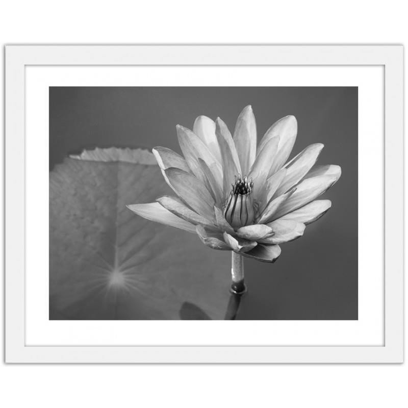Glezna baltā rāmī - Water lily  Home Trends DECO
