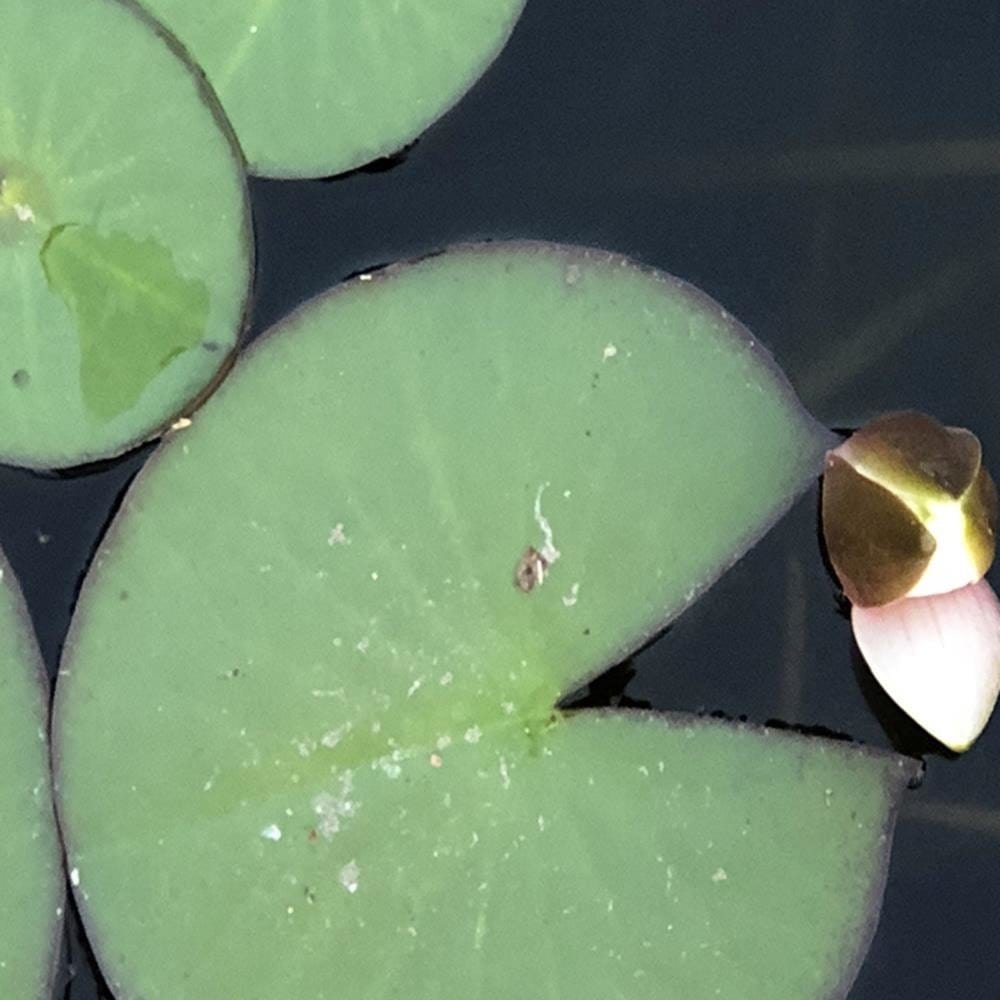 Glezna baltā rāmī - Water Lily Leaves  Home Trends DECO