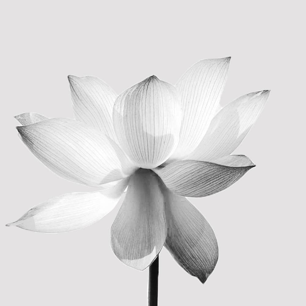 Glezna baltā rāmī - White Lotus Flower  Home Trends DECO
