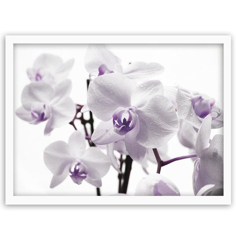 Glezna baltā rāmī - White Orchid 3  Home Trends DECO