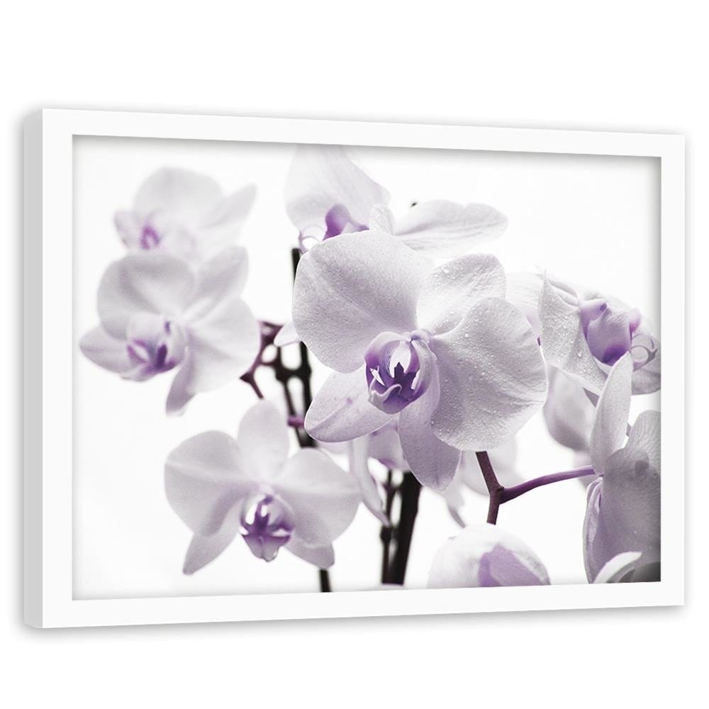 Glezna baltā rāmī - White Orchid 3  Home Trends DECO