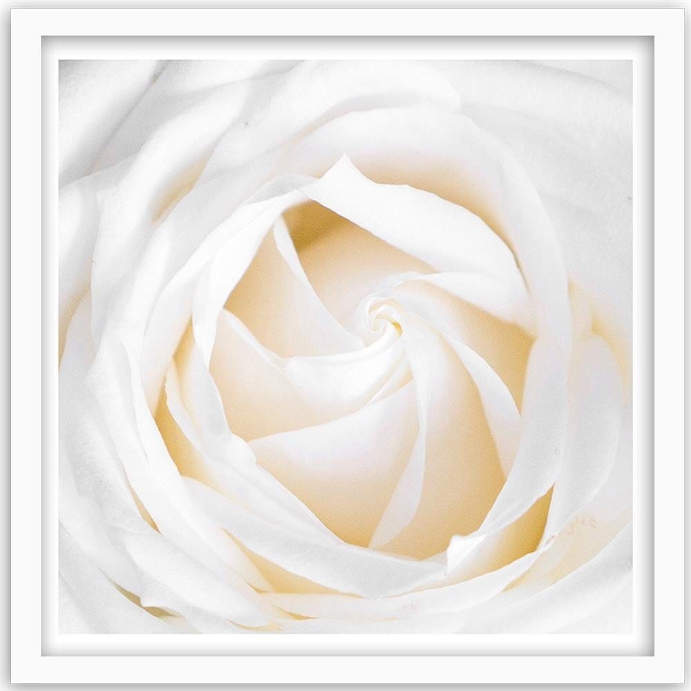 Glezna baltā rāmī - White Rose 2  Home Trends DECO