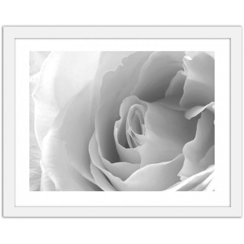 Glezna baltā rāmī - White rose 3  Home Trends DECO