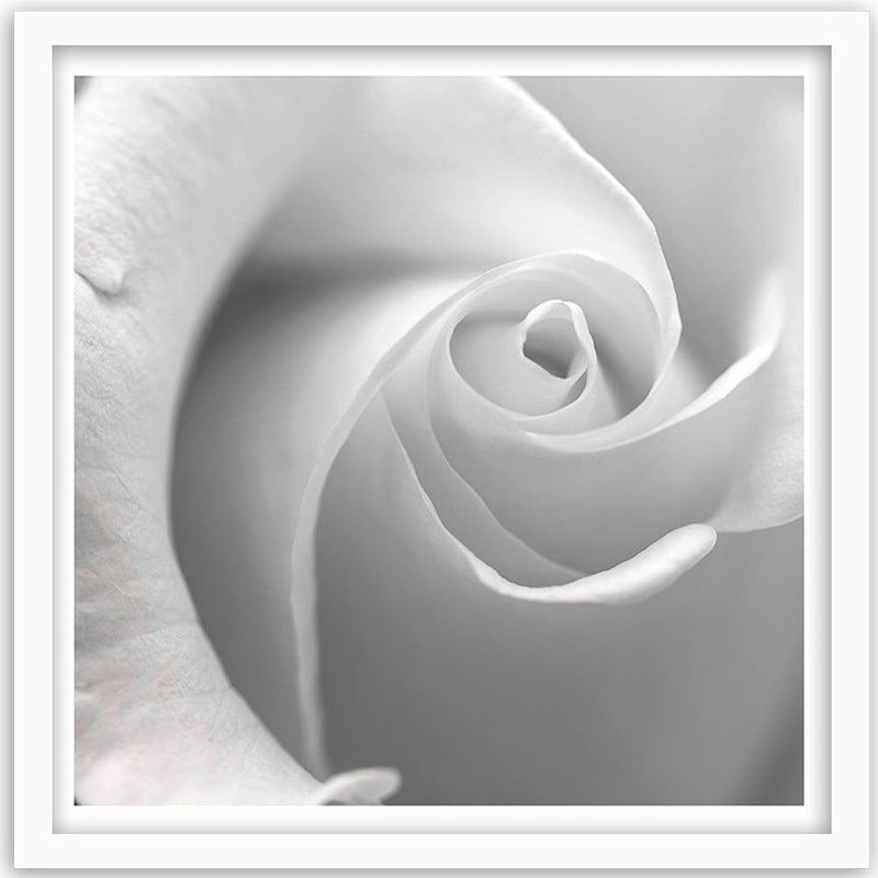 Glezna baltā rāmī - White Rose  Home Trends DECO