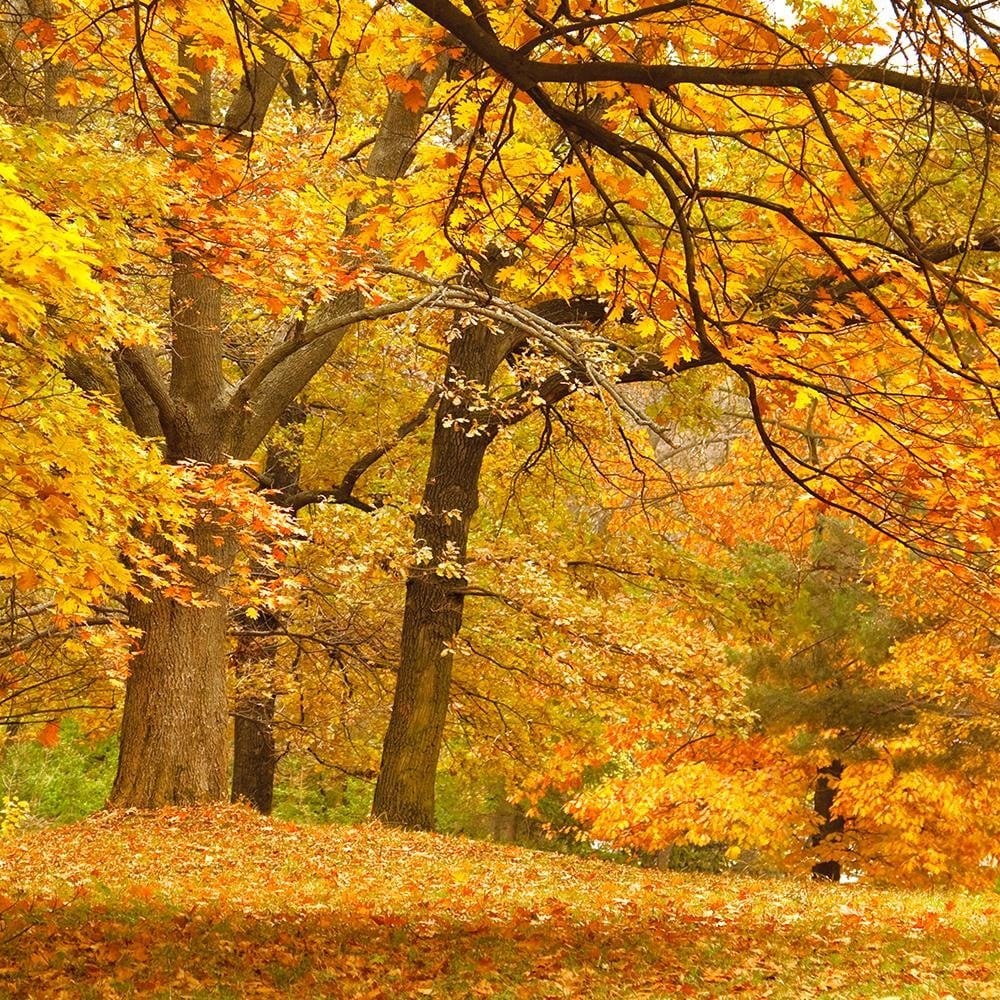 Glezna baltā rāmī - Yellow Autumn Trees  Home Trends DECO