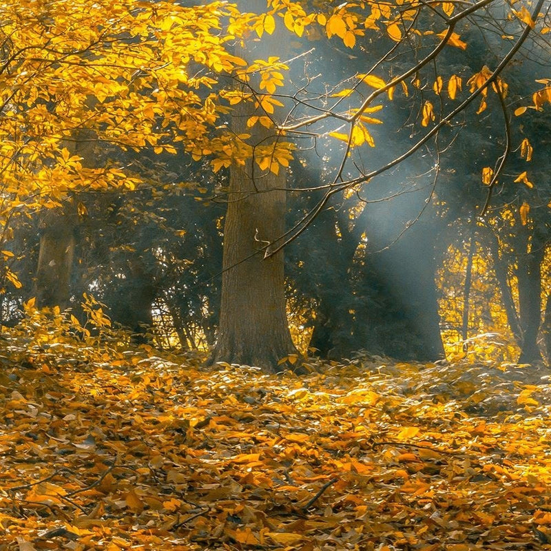 Glezna baltā rāmī - Yellow Trees In The Park  Home Trends DECO