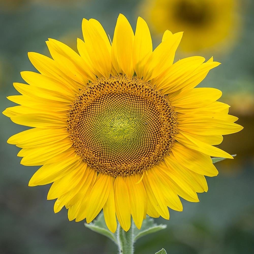 Glezna baltā rāmī - Young Sunflower  Home Trends DECO