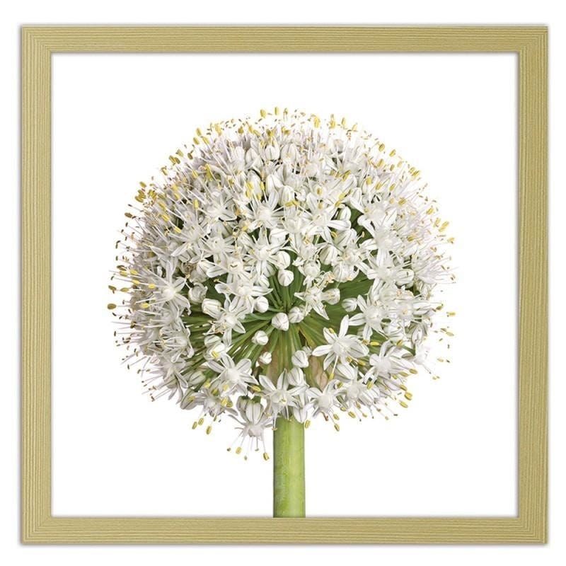 Glezna bēšā rāmī - White garlic flower  Home Trends DECO
