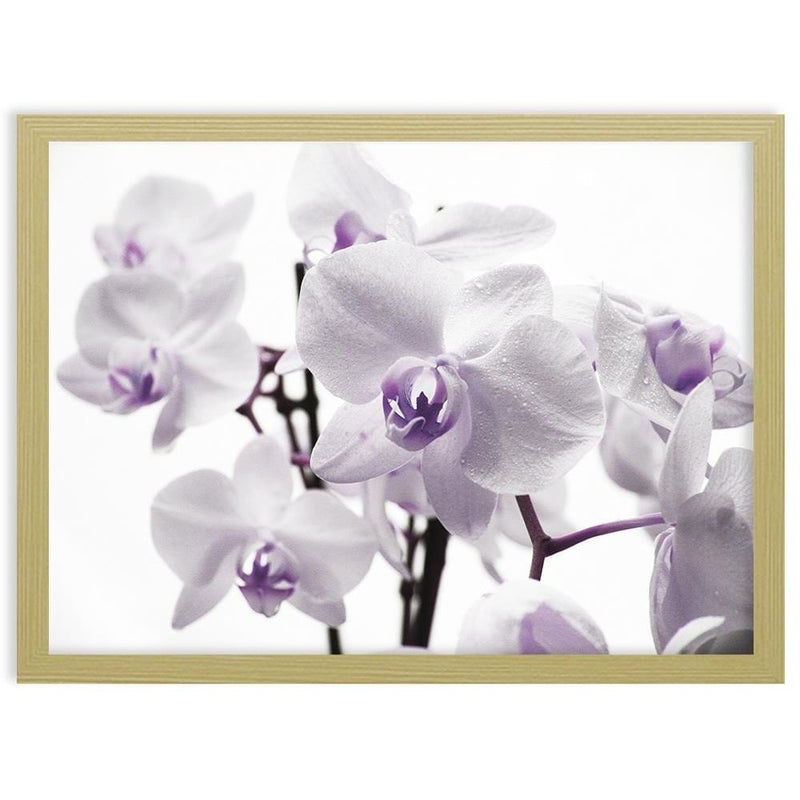 Glezna bēšā rāmī - White Orchid 3  Home Trends DECO