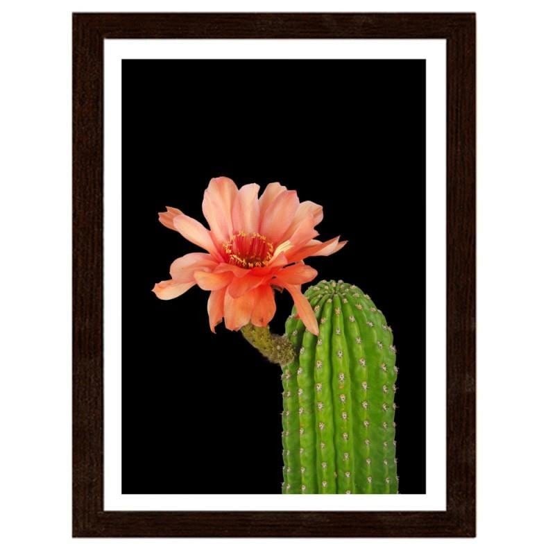 Glezna brūnā rāmī - A cactus with a red flower  Home Trends DECO