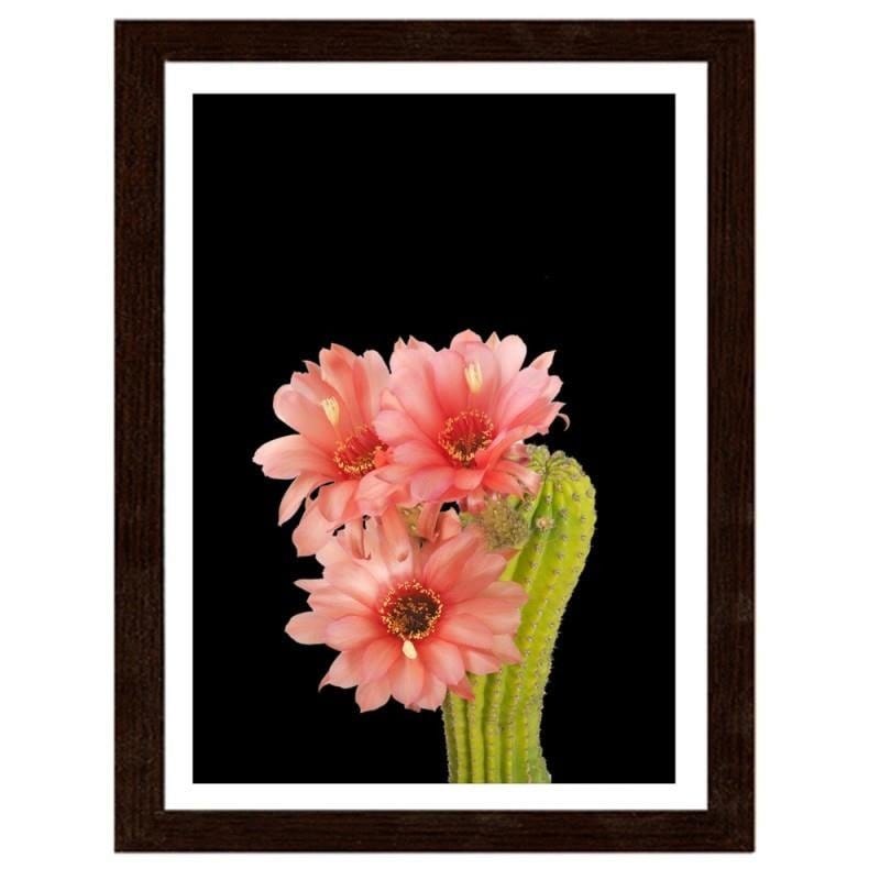 Glezna brūnā rāmī - A cactus with red flowers  Home Trends DECO