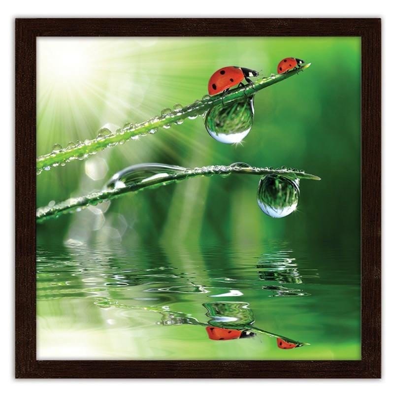 Glezna brūnā rāmī - A ladybird on a dewy grass  Home Trends DECO
