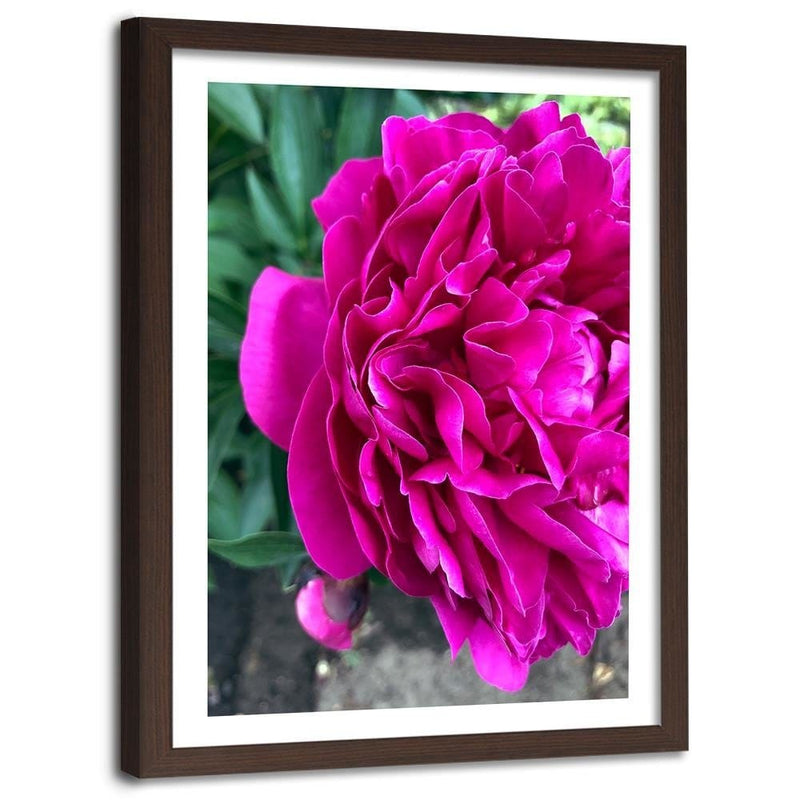 Glezna brūnā rāmī - A Large Pink Flower  Home Trends DECO