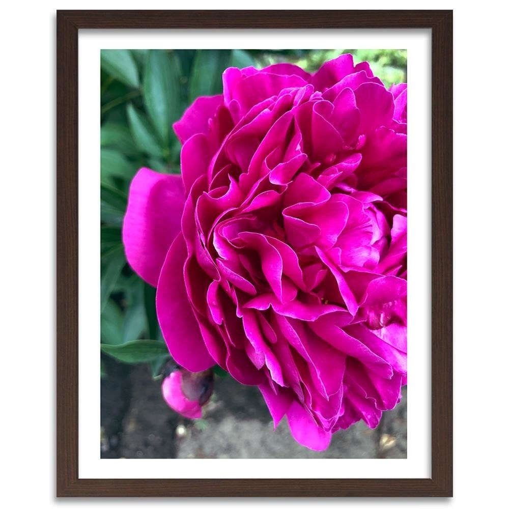 Glezna brūnā rāmī - A Large Pink Flower  Home Trends DECO