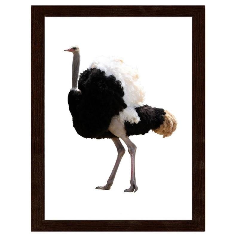 Glezna brūnā rāmī - An ostrich with beautiful feathers  Home Trends DECO