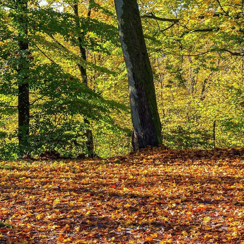 Glezna brūnā rāmī - Autumn Leaves In The Park  Home Trends DECO