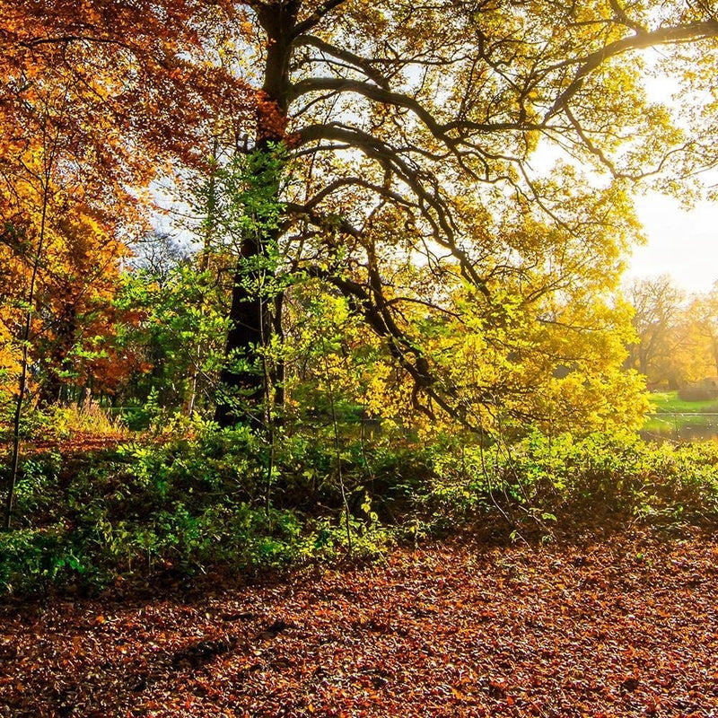 Glezna brūnā rāmī - Beautiful Autumn Forest  Home Trends DECO