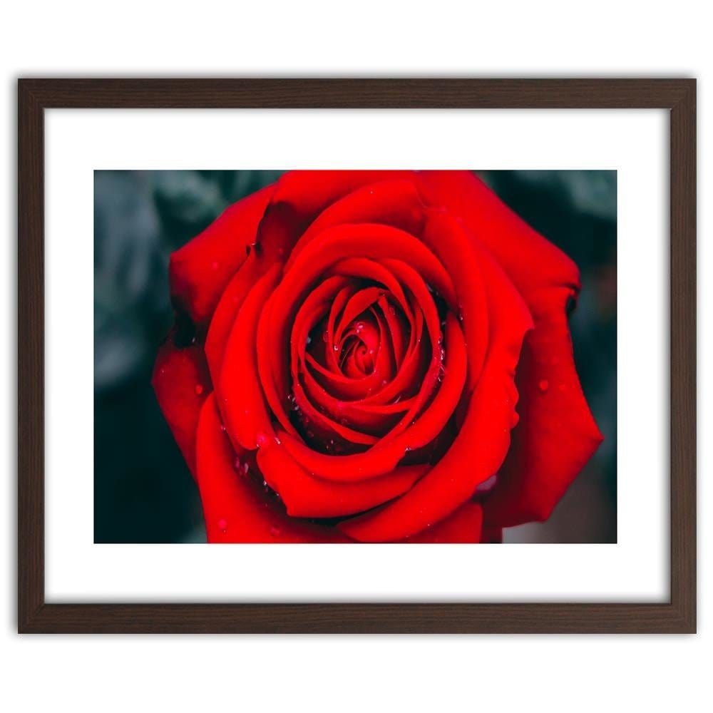 Glezna brūnā rāmī - Beautiful Red Rose 2  Home Trends DECO