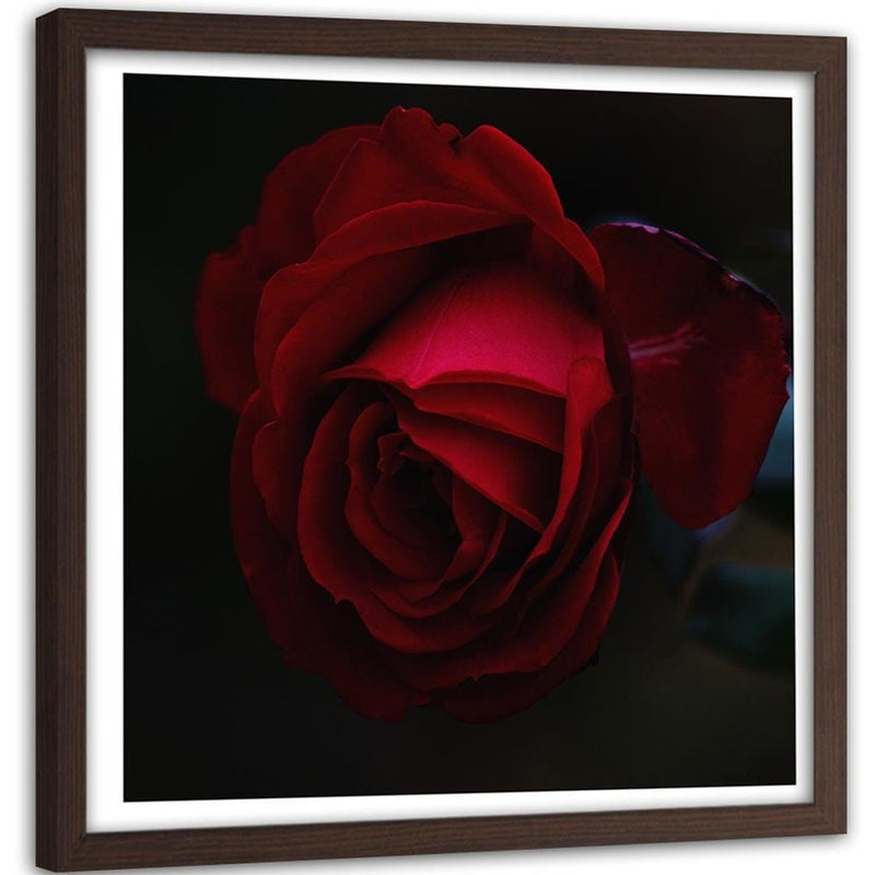 Glezna brūnā rāmī - Beautiful Red Rose  Home Trends DECO