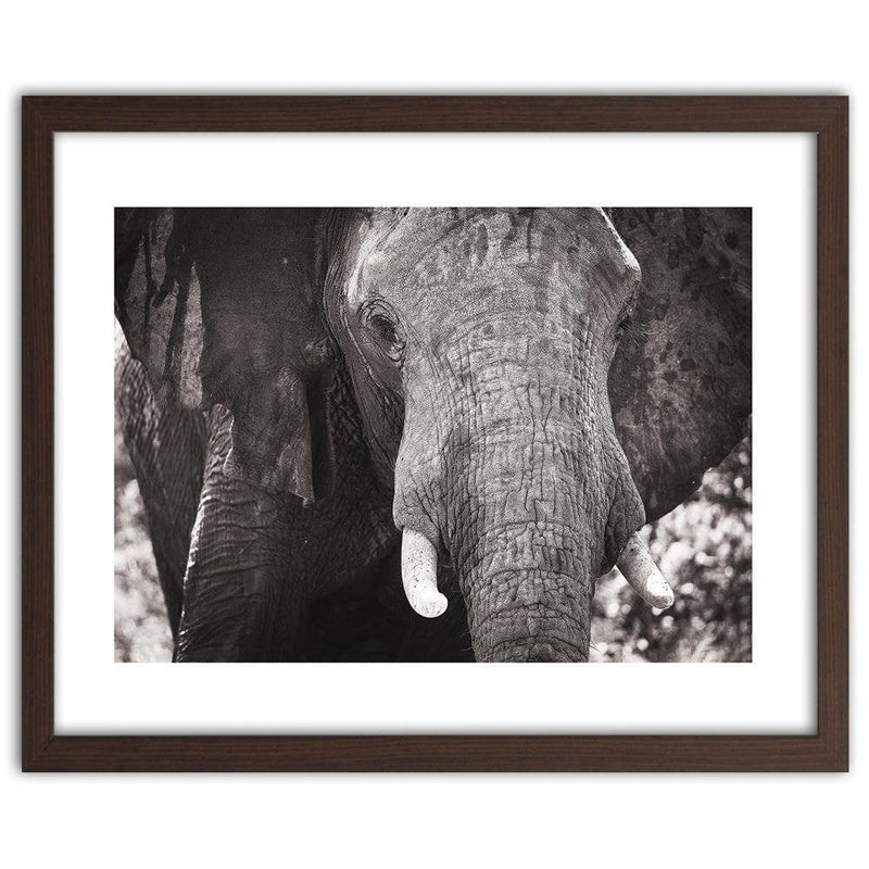 Glezna brūnā rāmī - Black-And-White Elephant  Home Trends DECO