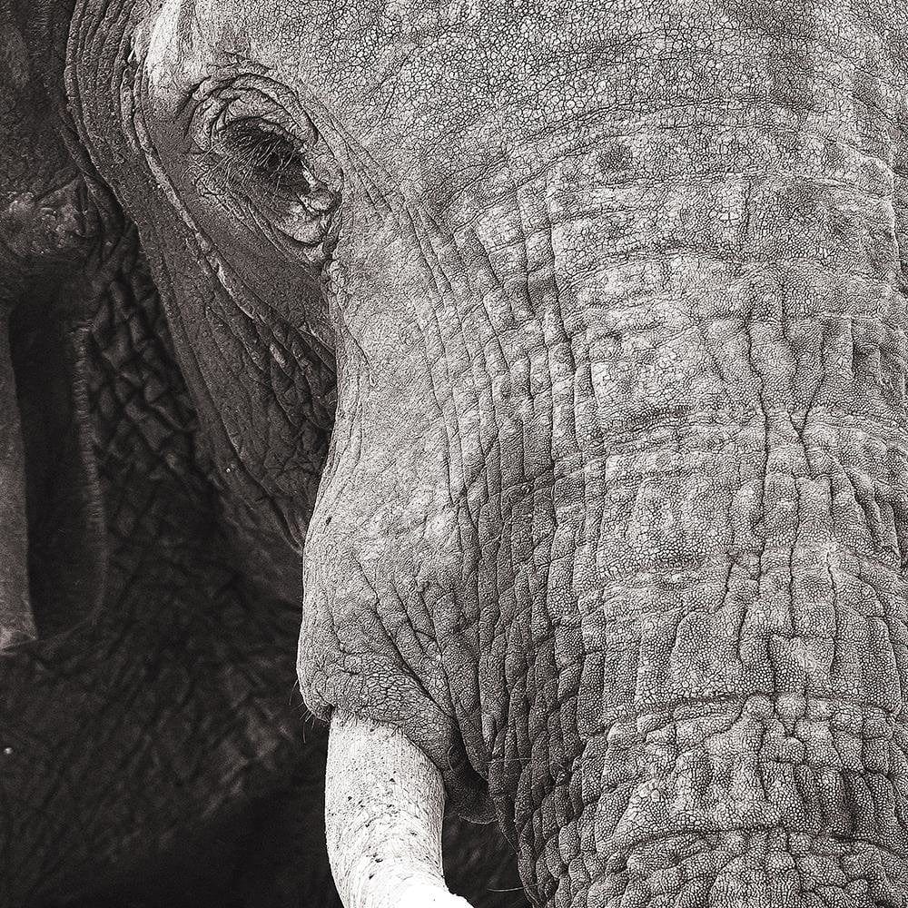 Glezna brūnā rāmī - Black-And-White Elephant  Home Trends DECO