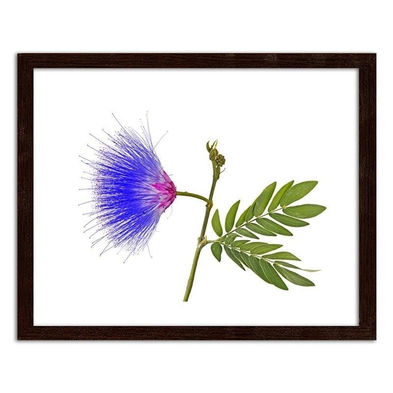 Glezna brūnā rāmī - Blue and pink flower  Home Trends DECO
