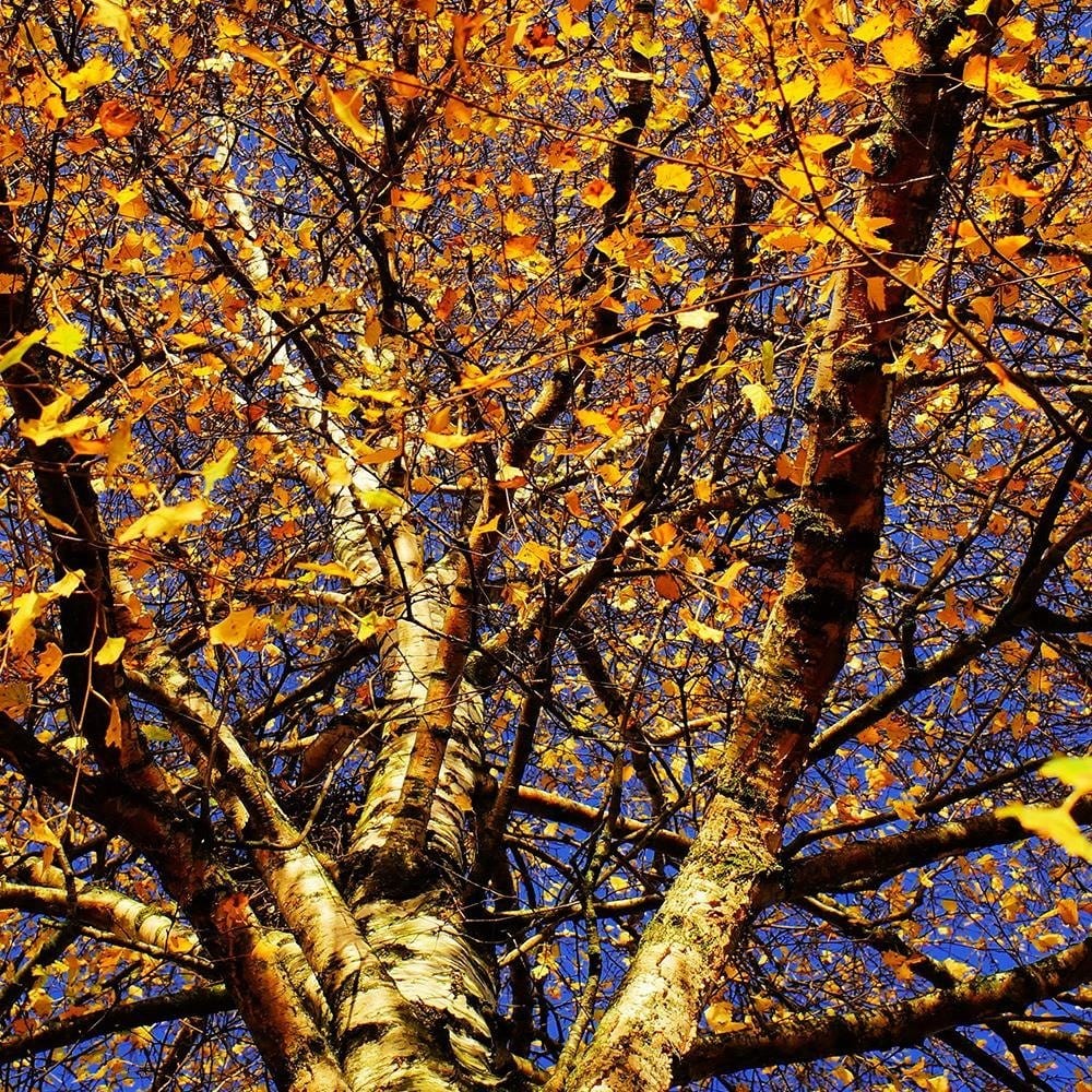 Glezna brūnā rāmī - Colorful Leaves On A Tree  Home Trends DECO