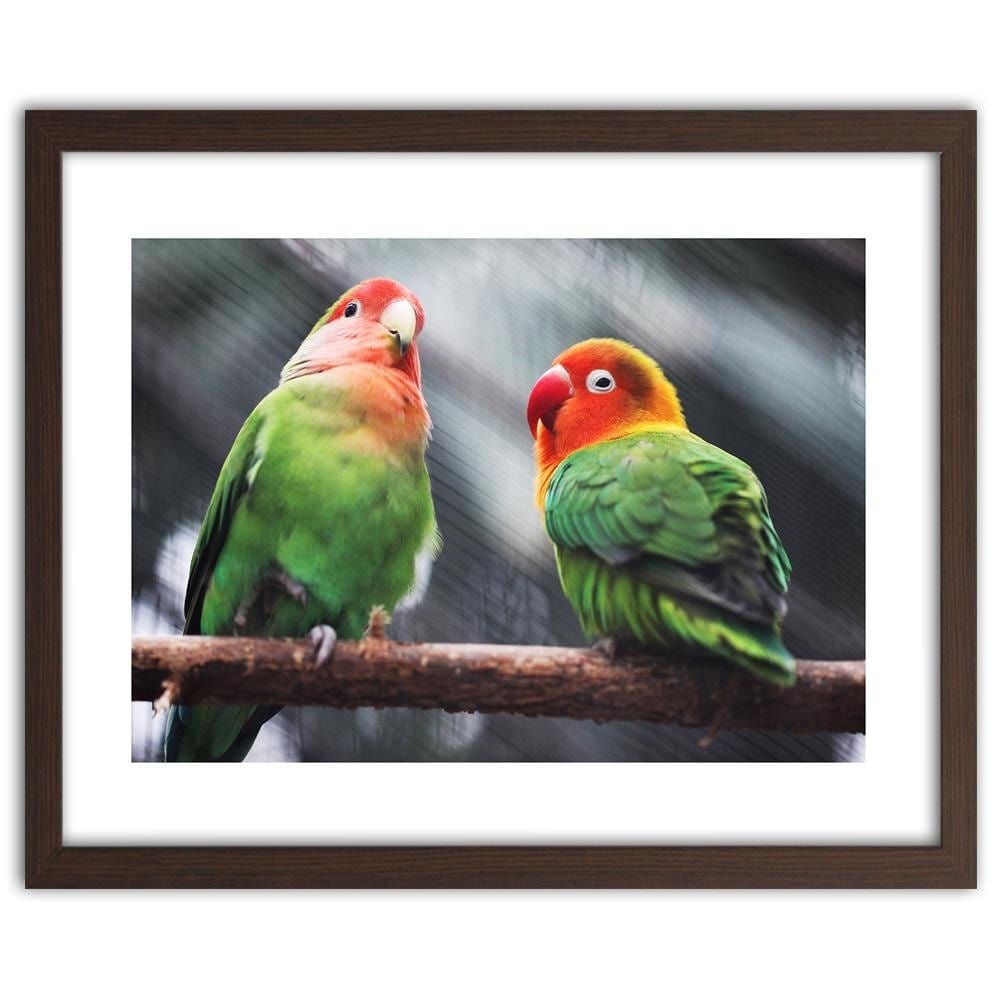 Glezna brūnā rāmī - Colorful Parrots  Home Trends DECO