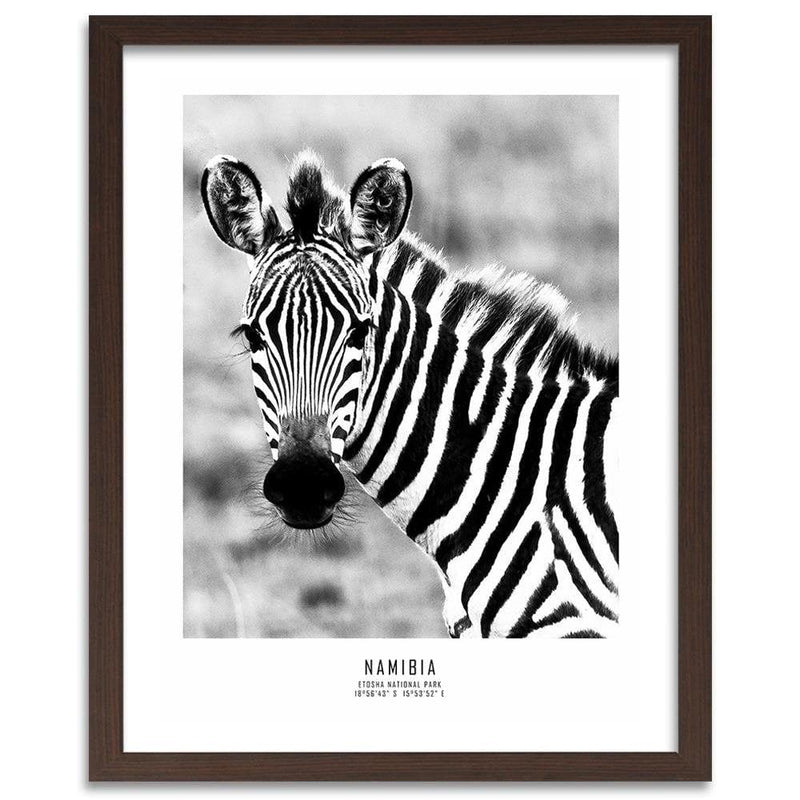 Glezna brūnā rāmī - Curious Zebra  Home Trends DECO