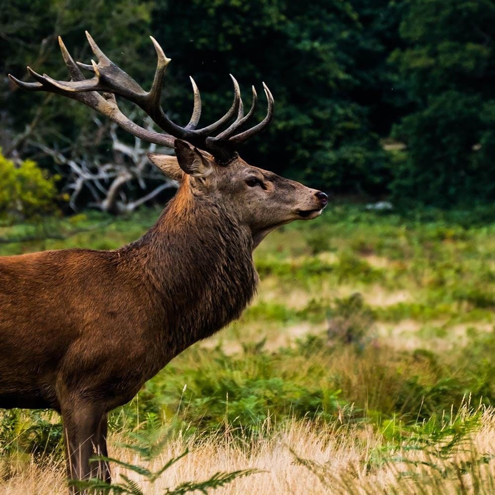 Glezna brūnā rāmī - Deer In Rut  Home Trends DECO