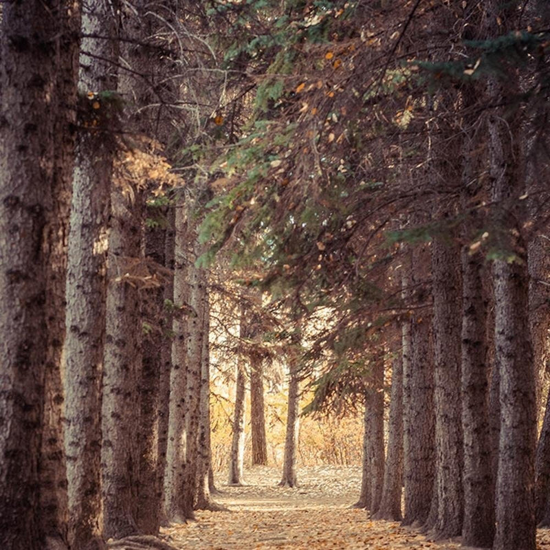 Glezna brūnā rāmī - Forest In Autumn  Home Trends DECO