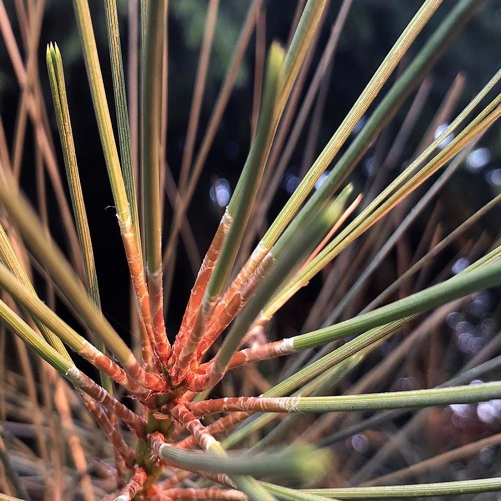 Glezna brūnā rāmī - Pine Needles  Home Trends DECO