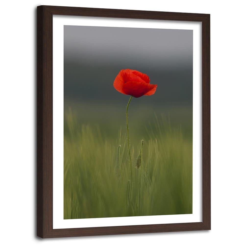 Glezna brūnā rāmī - Poppy In Half  Home Trends DECO
