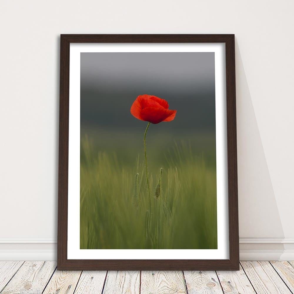 Glezna brūnā rāmī - Poppy In Half  Home Trends DECO