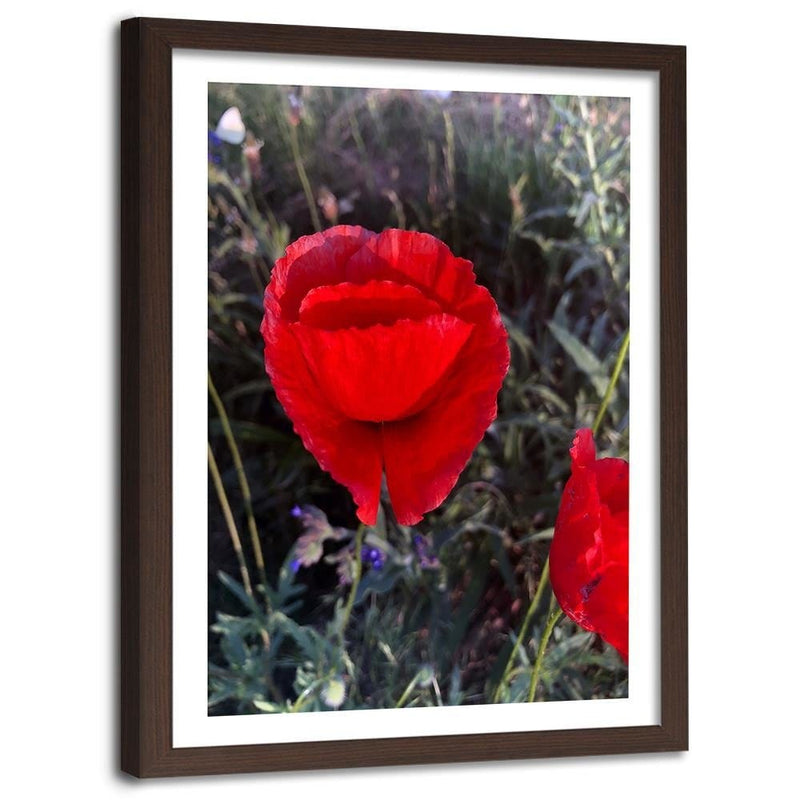 Glezna brūnā rāmī - Poppy Petals  Home Trends DECO