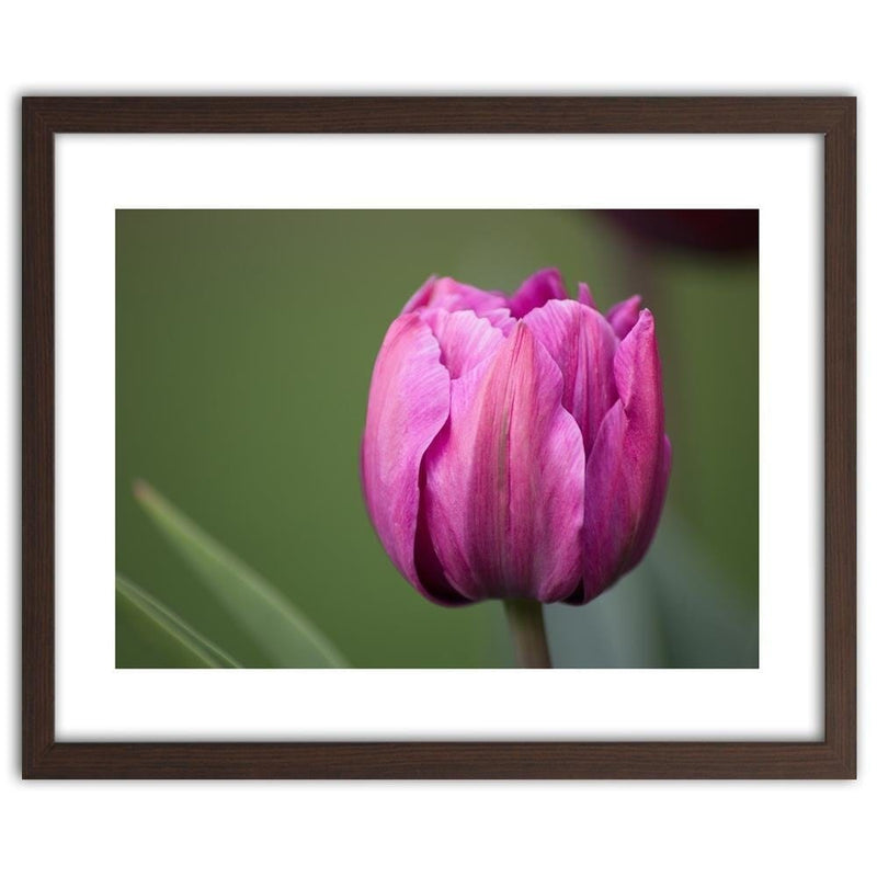 Glezna brūnā rāmī - Purple Tulip  Home Trends DECO