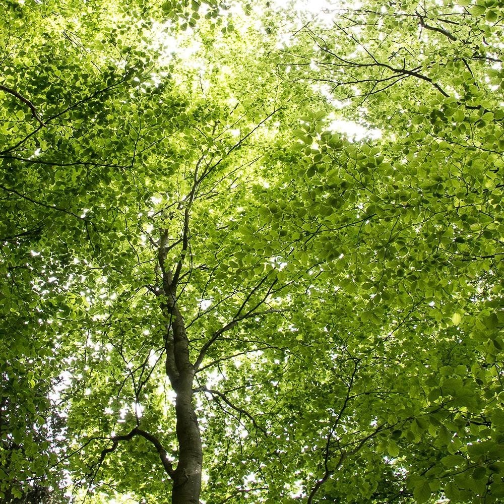 Glezna brūnā rāmī - The Tops Of Green Trees  Home Trends DECO