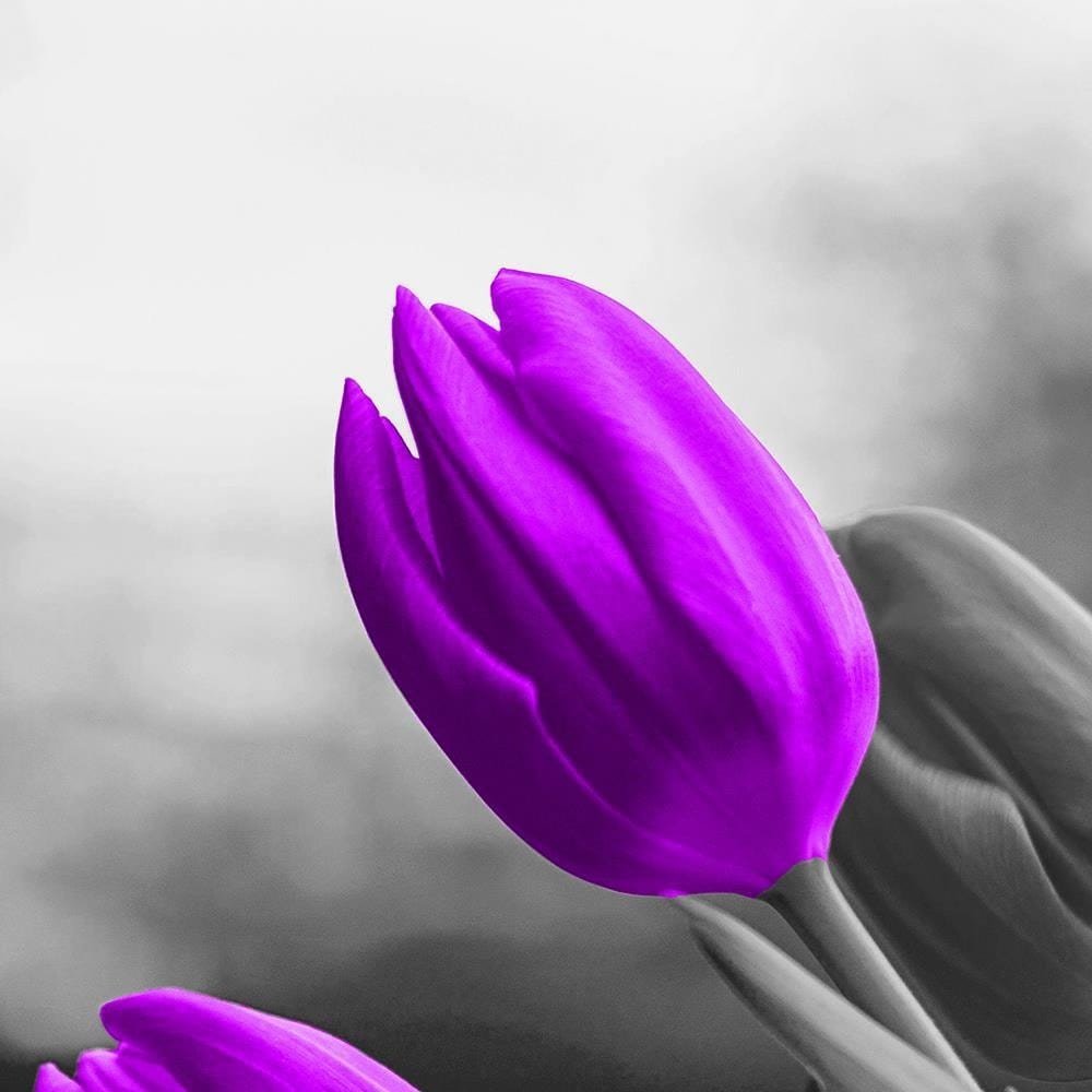 Glezna brūnā rāmī - Two Purple Tulips  Home Trends DECO