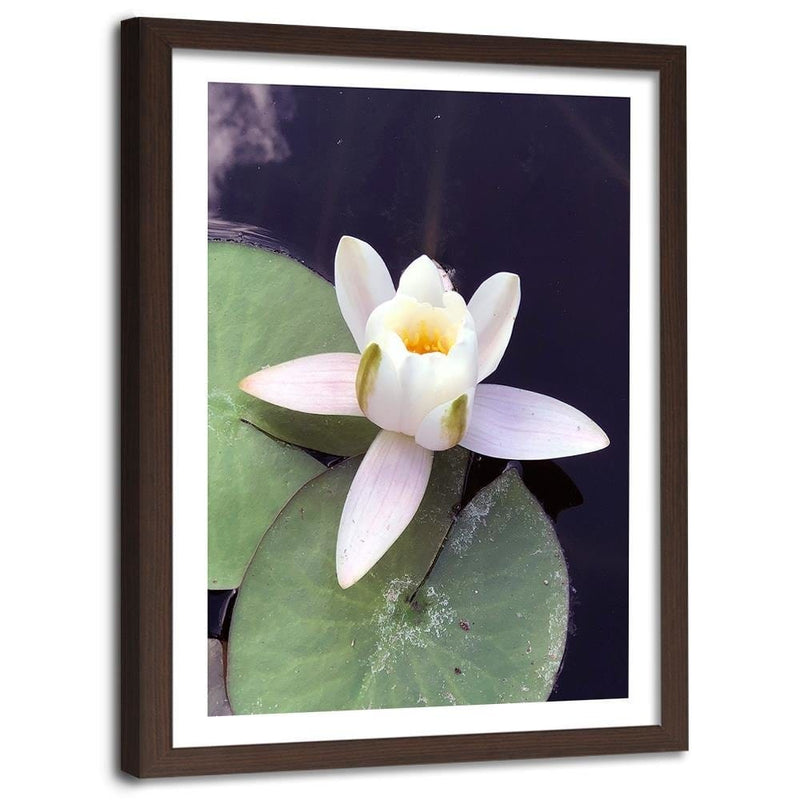 Glezna brūnā rāmī - Water Lily Flower  Home Trends DECO