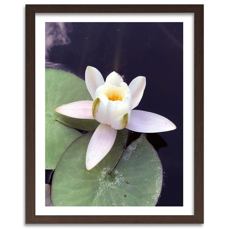 Glezna brūnā rāmī - Water Lily Flower  Home Trends DECO