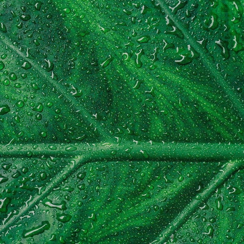 Glezna brūnā rāmī - Wet Leaf Close Up  Home Trends DECO